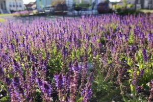 The planting of purple fruits, vegetables and flowers