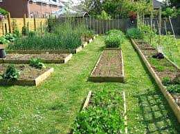Backyard Vegetable Garden