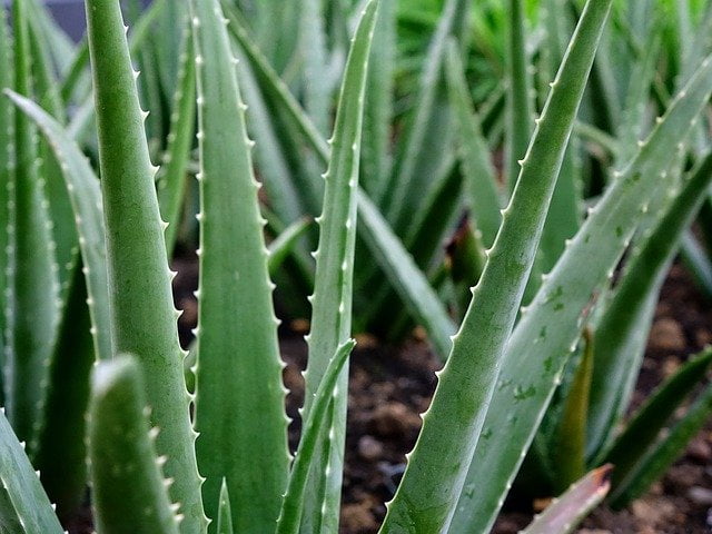 aloe vera farming